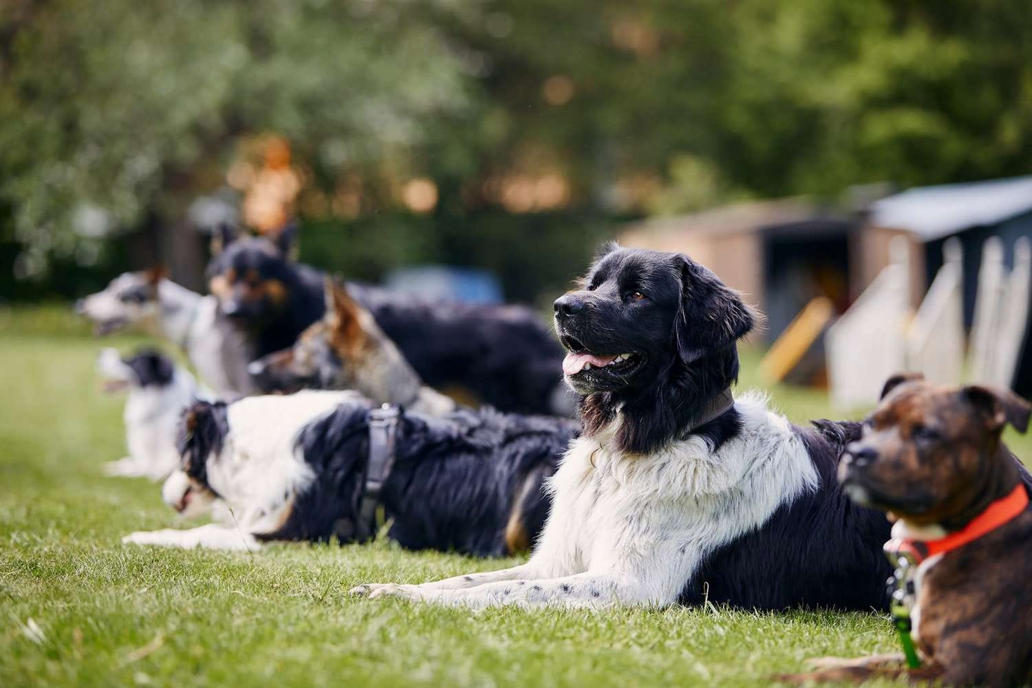 Family Dog Training Phoenix: Building Better Behavior at Home